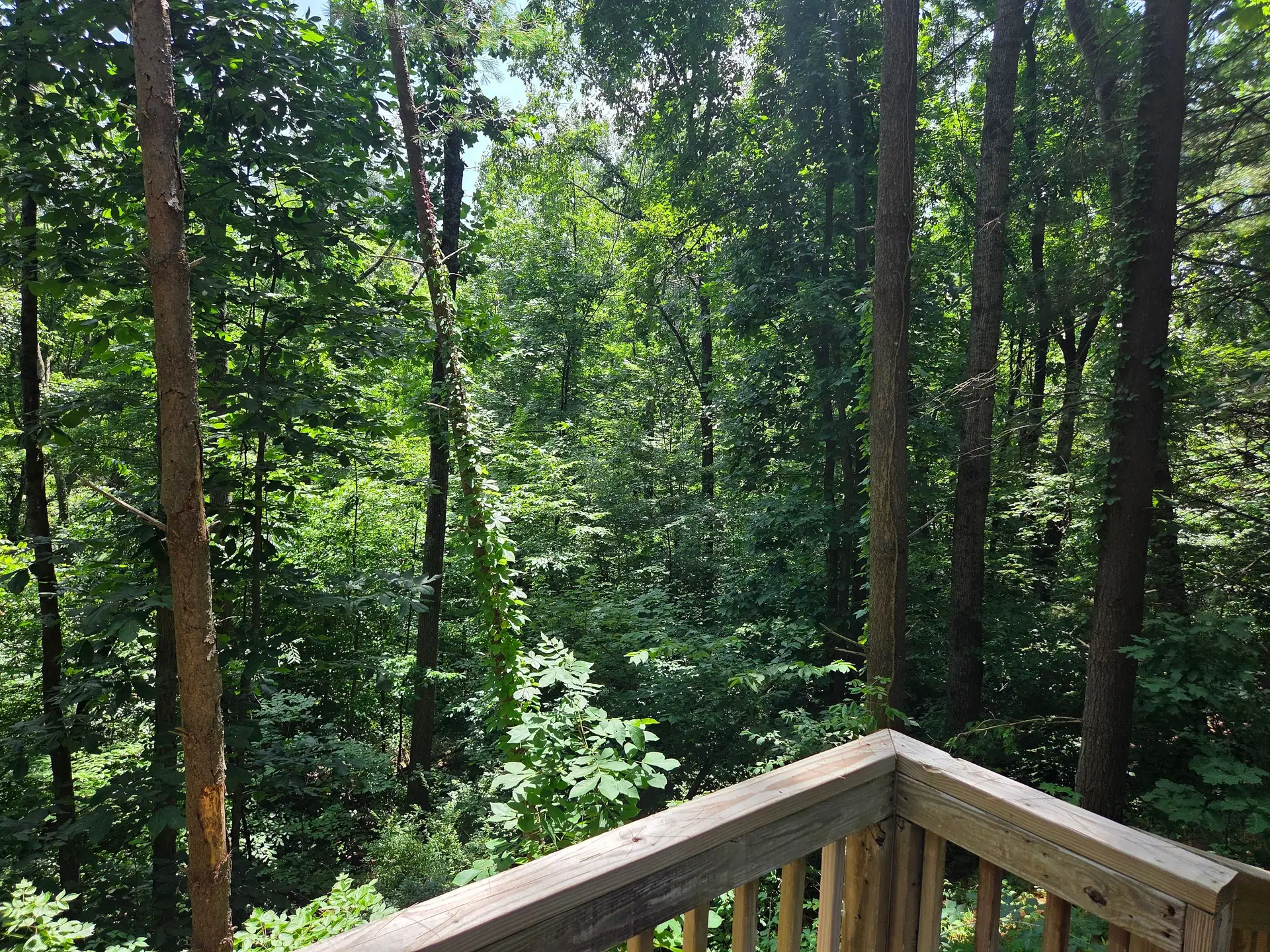 Dense hardwood forest seen from the deck railing at Eagles Nest cabin