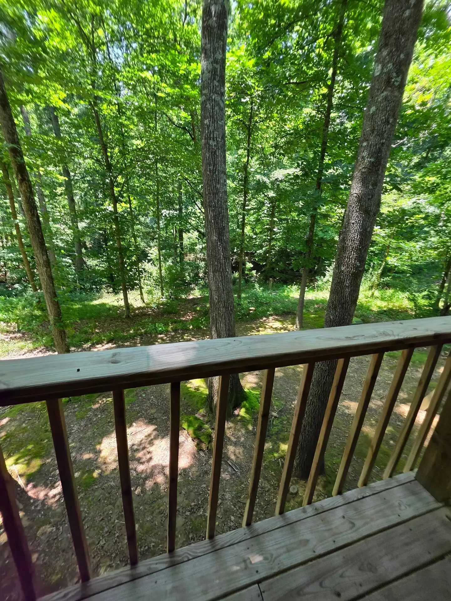 Tall hardwood trees seen from the deck railing at Owl's Tale cabin